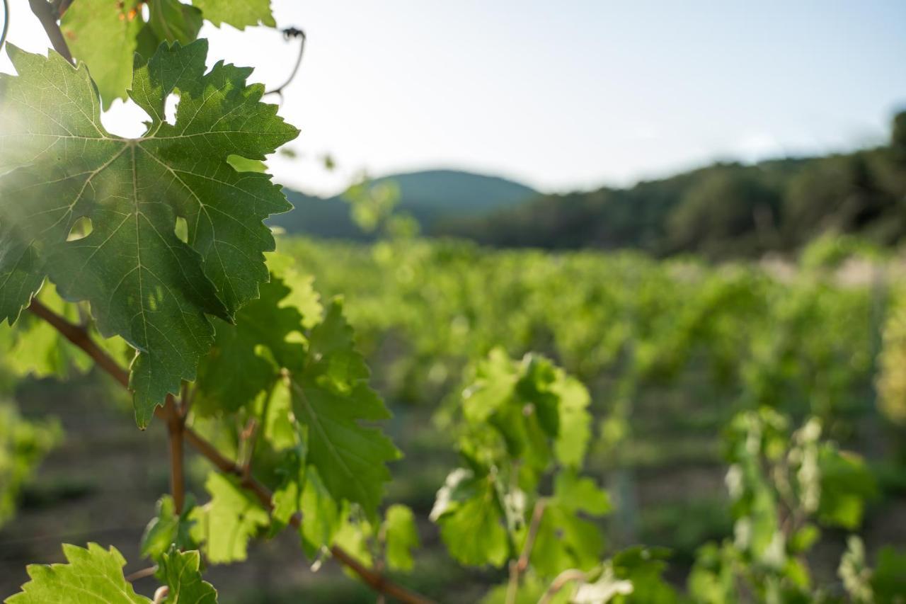 Hotel Rondaia, A Winery & Fincahotel-agroturismo In Tramuntana