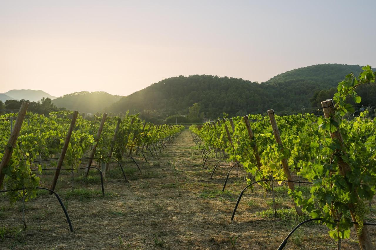 Rondaia, A Winery & Fincahotel-agroturismo In Tramuntana